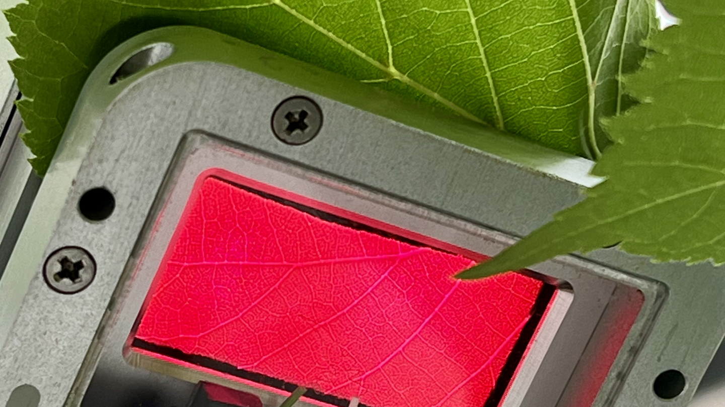 Tilia_Gaswechselmessung_mit_LED
