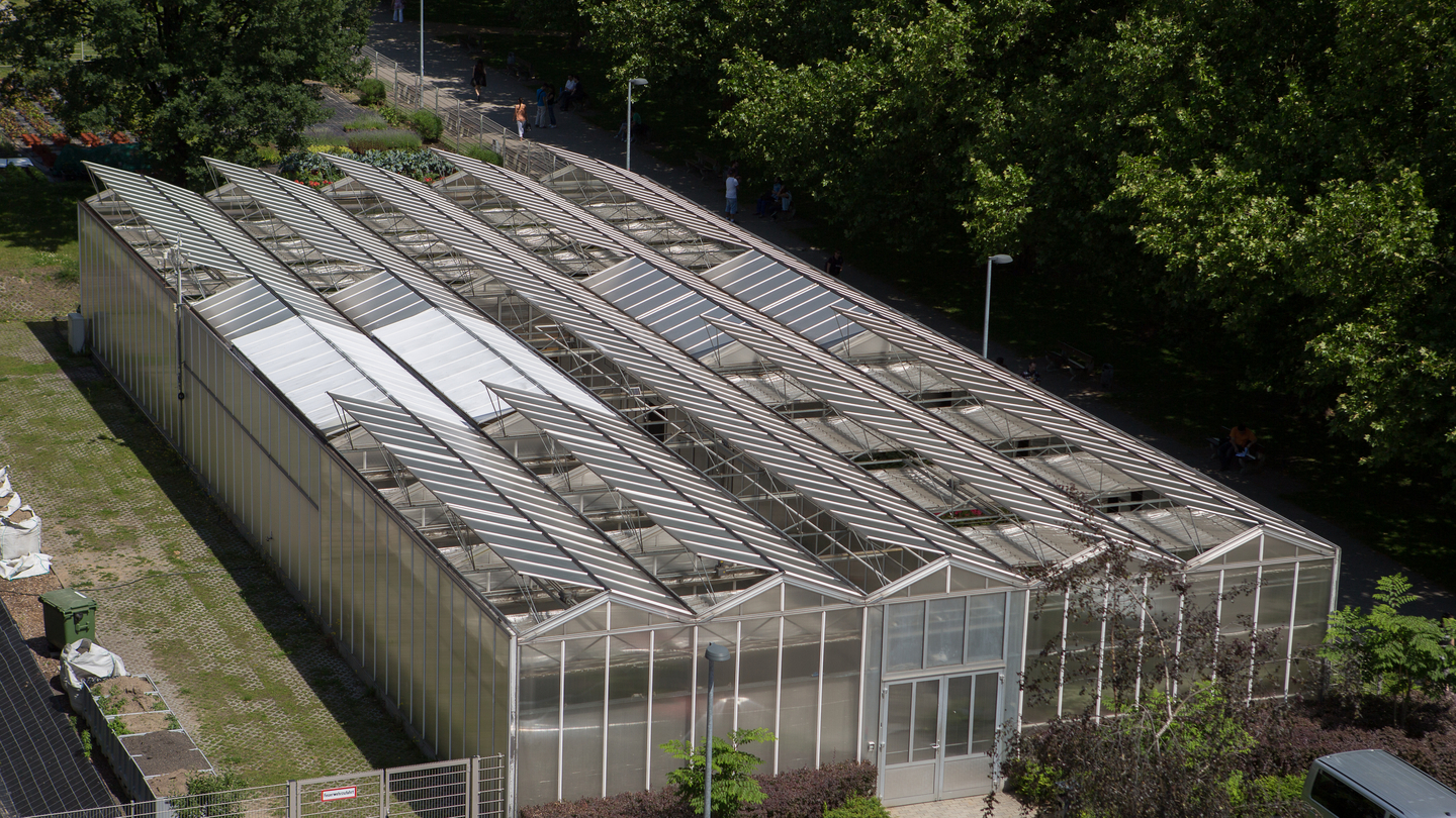 Diese Bilder-Galerie erzählt eine Geschichte: Sie beginnt mit einer Außenaufnahme des Forschungsgewächshauses im Herzen von Berlin – dem Ort, an dem Theorie zur Praxis wird. Zu sehen ist der Wegweiser der Berliner Hochschule für Technik vor dem Gewächshaus. Anschließend zeigen die Fotos verschiedene Stationen der praktischen Ausbildung: der hydroponische Anbau von Salat, ein Studierender beim Aufbau eines wissenschaftlichen Versuchs, die Ernte und das Wiegen von Basilikum sowie die Untersuchung tierischer Schaderreger unter dem Binokular. Weitere Bilder zeigen die Erdbeerernte zur Qualitätsbewertung, die Analyse von Wachstumseinflüssen mit einem Professor, die Lichtmessung mit einem Fotometer und die Erhebung der stomatären Leitfähigkeit an Tomaten. Es folgen Aufnahmen vom Einsatz moderner Analysemethoden und Technik, etwa bei der Untersuchung eines eingespannten Blattes. Drei Studierende bei der Versuchsdokumentation zeigen die Bedeutung eigenständiger Arbeit, bevor die Galerie mit einem stolzen Blick auf den geernteten Salat zweier Studieender endet, ein symbolischer Abschluss der erfolgreichen Lernerfahrung.