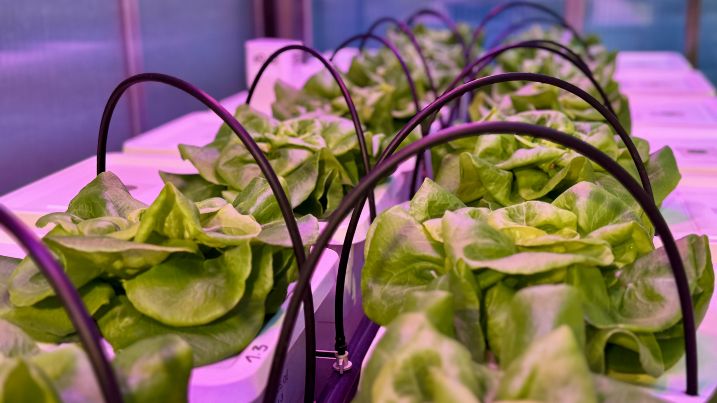 Salat_Hydroponic_2