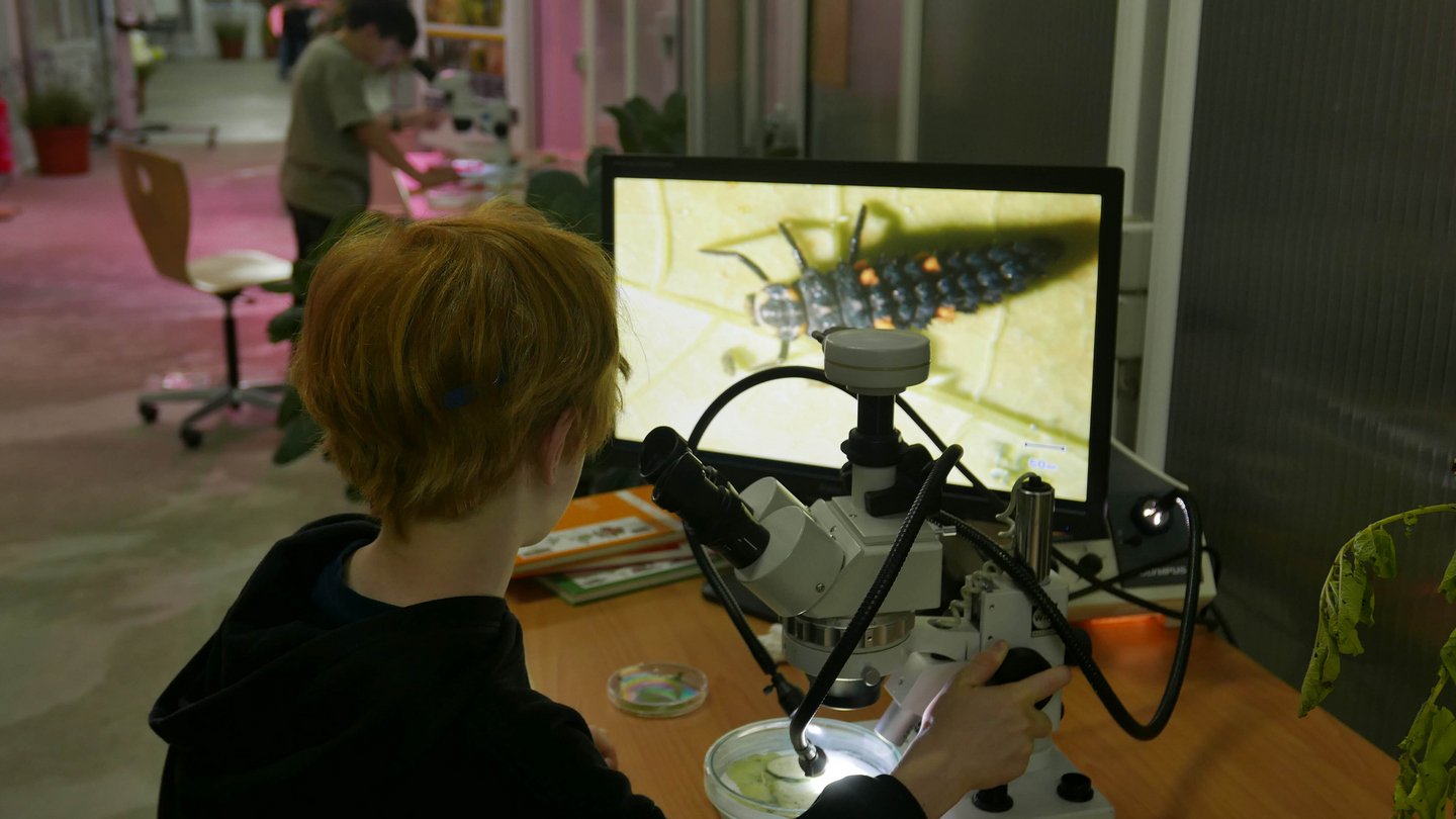 Die Bild-Galerie zeigt Eindrücke von der Langen Nacht der Wissenschaften im Gewächshaus. Besucherinnen und Besucher betrachten Nützlinge und Schädlinge aus dem Gartenbau, informieren sich über den Einsatz von Drohnentechnik und erleben Mitmachaktionen. Zu sehen sind Kinder, die sich kreativ mit dem Thema Insekten beschäftigen.